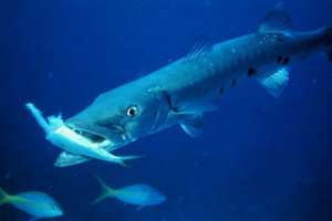 Big barracuda: silny i bardzo niebezpieczny Big barracuda: silny i bardzo niebezpieczny